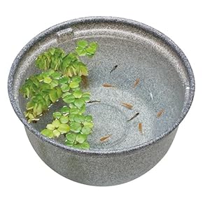 金魚鉢 - Amazon.co.jp