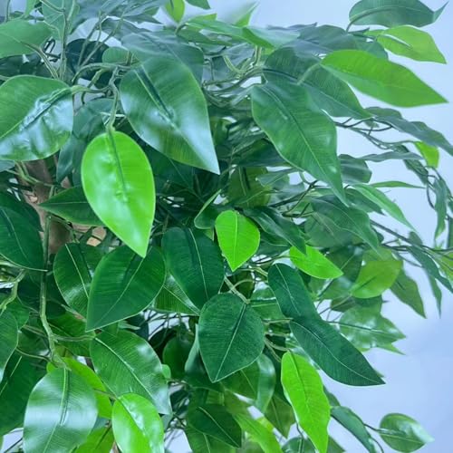 Comparativas de Árbol ficus - solo los mejores. 11 Comparativas de Árbol ficus - solo los mejores. 11