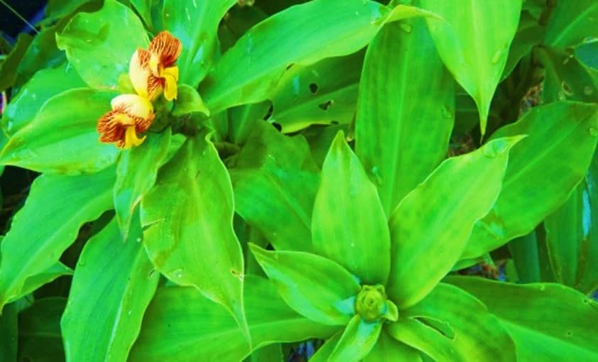 Insulin Plant|Diabetic Plant|Fiery costus Plant|Costus Igneus Plant|Chamaecostus Cuspidatus Plant|Ayurvedic Medicinal Plant|Herbal Plant (B0CPXW7H58) Amazon Price History, Amazon Price Tracker