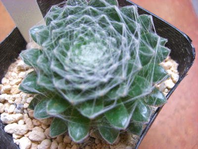 Amazon | 多肉植物 センペルビウム（絹巻イワレンゲ）3号苗 | 鉢