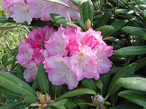 Rhododendron Yak. 'Prince' (Rhododendron) Evergreen, Pink Flowers With Dark Pink Edge, #2 - Size Container #TOP3