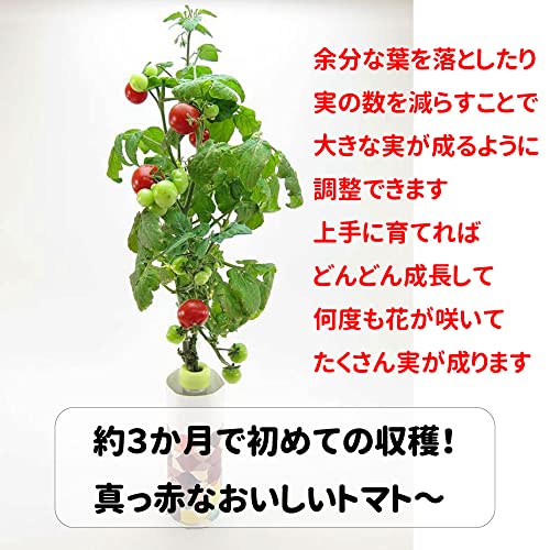 ペットボトル 栽培 キット 日本製 水耕栽培 家庭菜園 セット 手軽 簡単 (ミニトマト) 5枚目