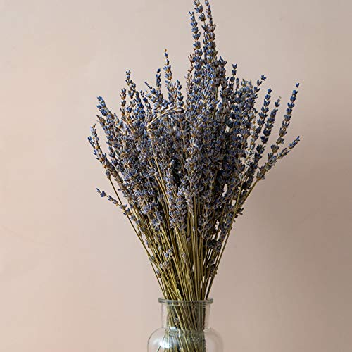 Ramos secos de lavanda para decoración y manualidades miniatura 5