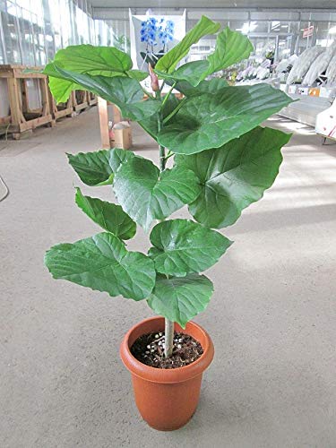 フィカス ウンベラータ 142cm８号 フィカス ウンベラータ H66cm W50cm 口径14cm | Garden Varejo