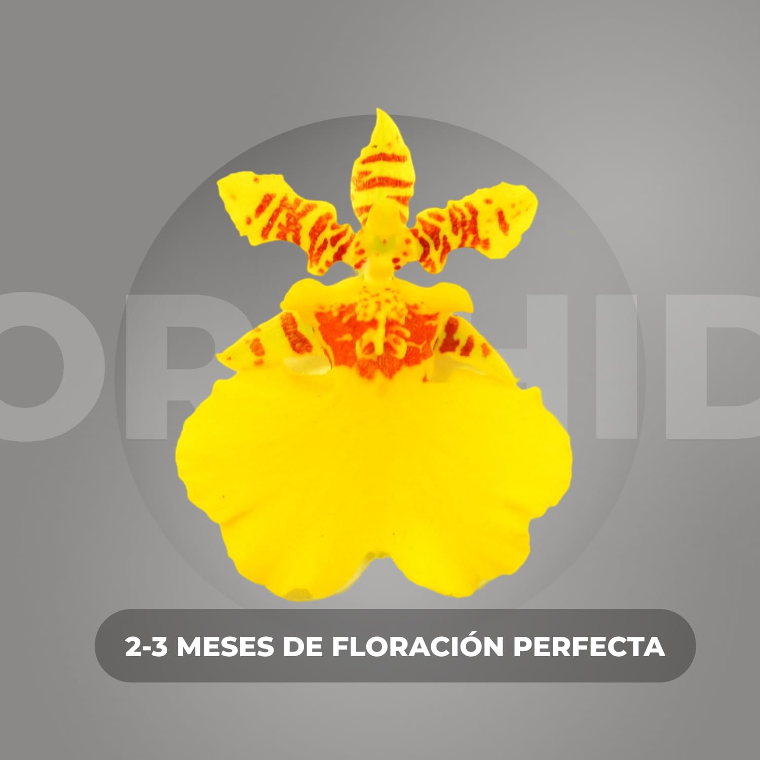 Orquídeas Oncidium Joost reales, 2 grandes plantas de interior de Holanda, de 30-40 cm de altura con flores y fragantes