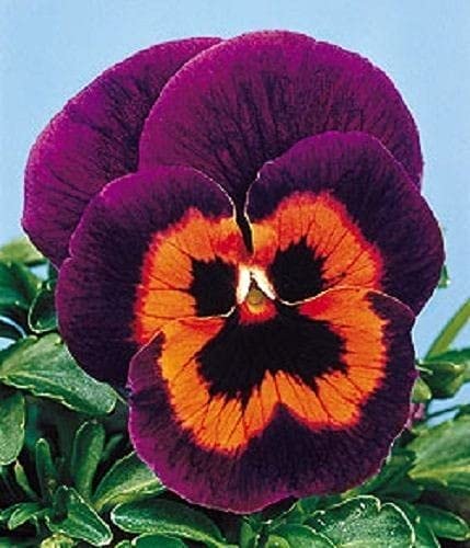 Ritz Farming Pansy Flower Seeds Gaint Seeds For Terrace Garden Air Purifying F1 Hybrid Flower Plant Seeds For Home Garden (1 Paket 100 seeds per packet) (B0992BMV2Q) Amazon Price History, Amazon Price Tracker