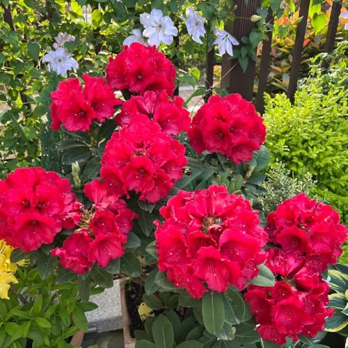 Semi di rododendro - da giardino Rododendro - vecchie varietà rare decorazione da giardino per esterni regali per gli amanti del giardino 20pcs