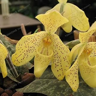 . Sell 50 pcs Cypripedium bonsa Balcony Bonsai Flower Terrace Fiori Paphiopedilum Slipper Orchid Vase Vase Garden: 5: Only Seeds
