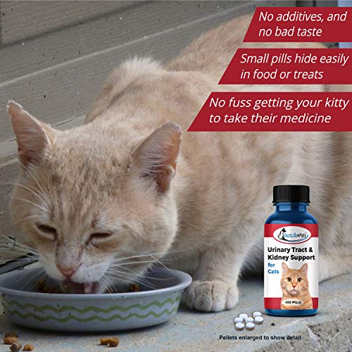Cat UTI Treatment - Image 5
