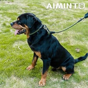 Dog Leash Braided Rope Traction  Walking Training Lead for Mediumlarge Dogs 12  2ft Dark Green  Cucciolini Doodles Dog leash braided rope traction  walking training lead for mediumlarge dogs 12  2ft dark green   cucciolini doodles