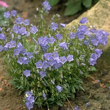 Light Blue Campanula Çan Çiçeği Tohumu (100 tohum)