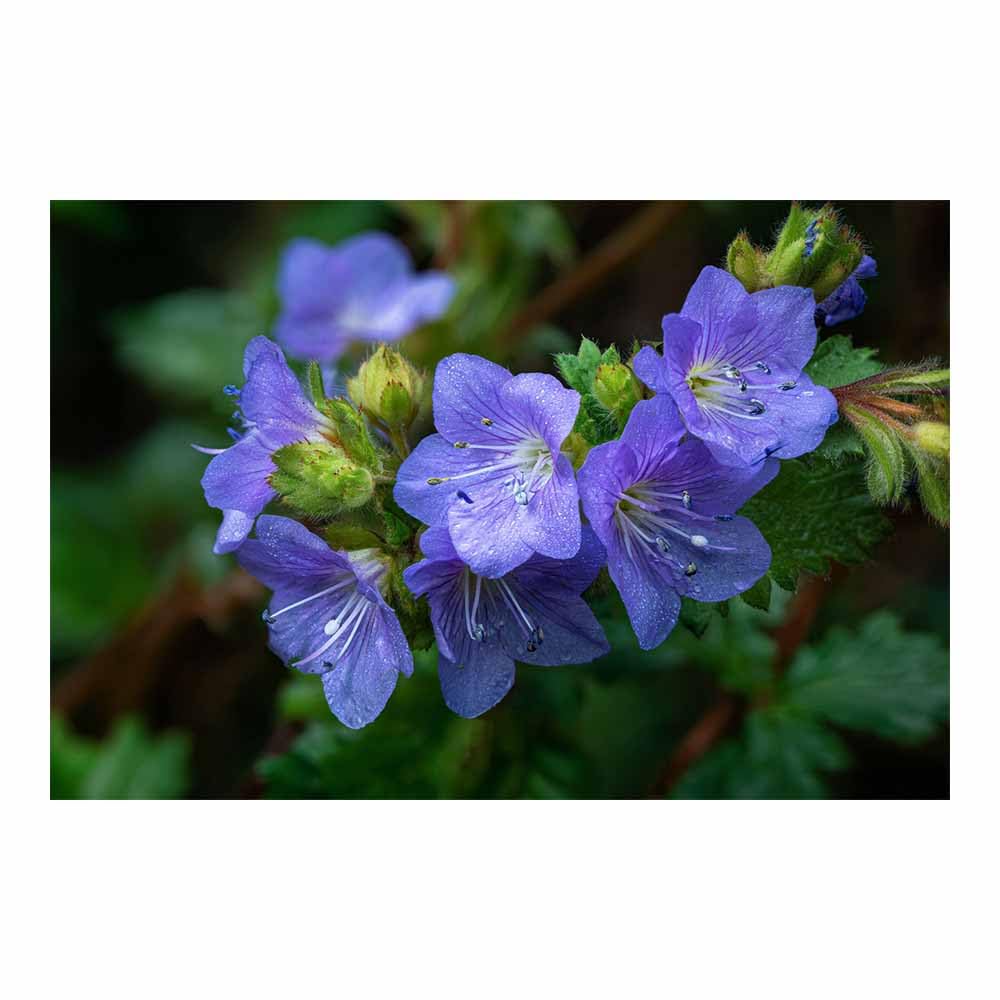 ZAMAEIU Landscape Wall Art Purple Flower Dew Artwork for Walls, Canvas Prints Paintings Room Decor, for Bedroom Kitchen Office Fireplace Wall Decor(Purple;)-60x90cm Unframed