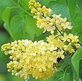 50 Yellow Lilac Seeds Fragrant Flower Shrub Bush Japanese Tree Lilac Syringa Vulgaris