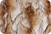 Faux Fake Fur Chinchilla Brandy Fox Copper 58 Inch Sold By The Yard
