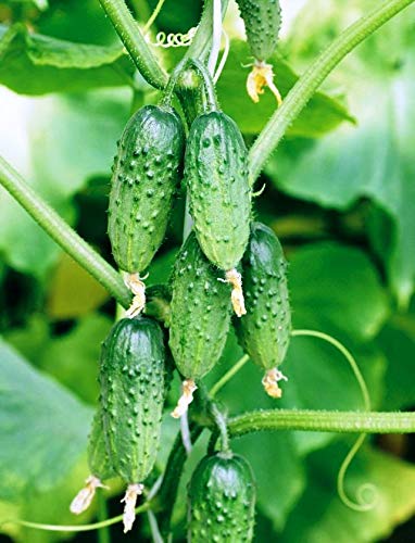 Cemeha Seeds - Vine Cucumber Open-Pollinated Pickling Non Gmo Vegetable For Planting #TOP3