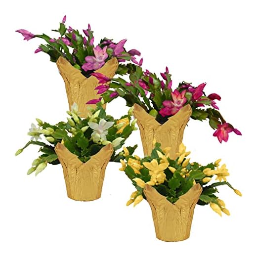 Live Flowering Thanksgiving/Christmas Cactus in Deco Cover - Assorted Colors (4 Plants Per Pack), Beautiful Holiday Zygocactus, 5" Tall by 5" Wide