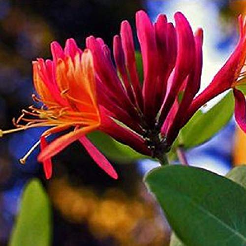 Lonicera Japonica 'Red World' - Geiblatt 50-60 cm Pflanzcontainer :  Amazon.de: Garten