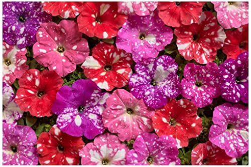 PREMIER SEEDS DIRECT - Petunia Nana - DOT Star F1 - Mix 20 PELLETS