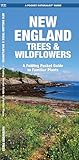 New England Trees & Wildflowers: A Folding Pocket Guide to Familiar Species (Pocket Naturalist Guide Series)
