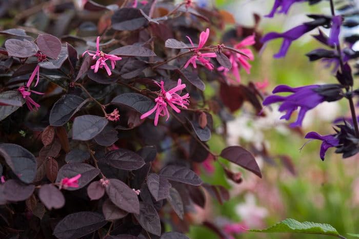 OhhSome Landscape Serenade: Loropetalum Majesty Live Plant(1 Plant)