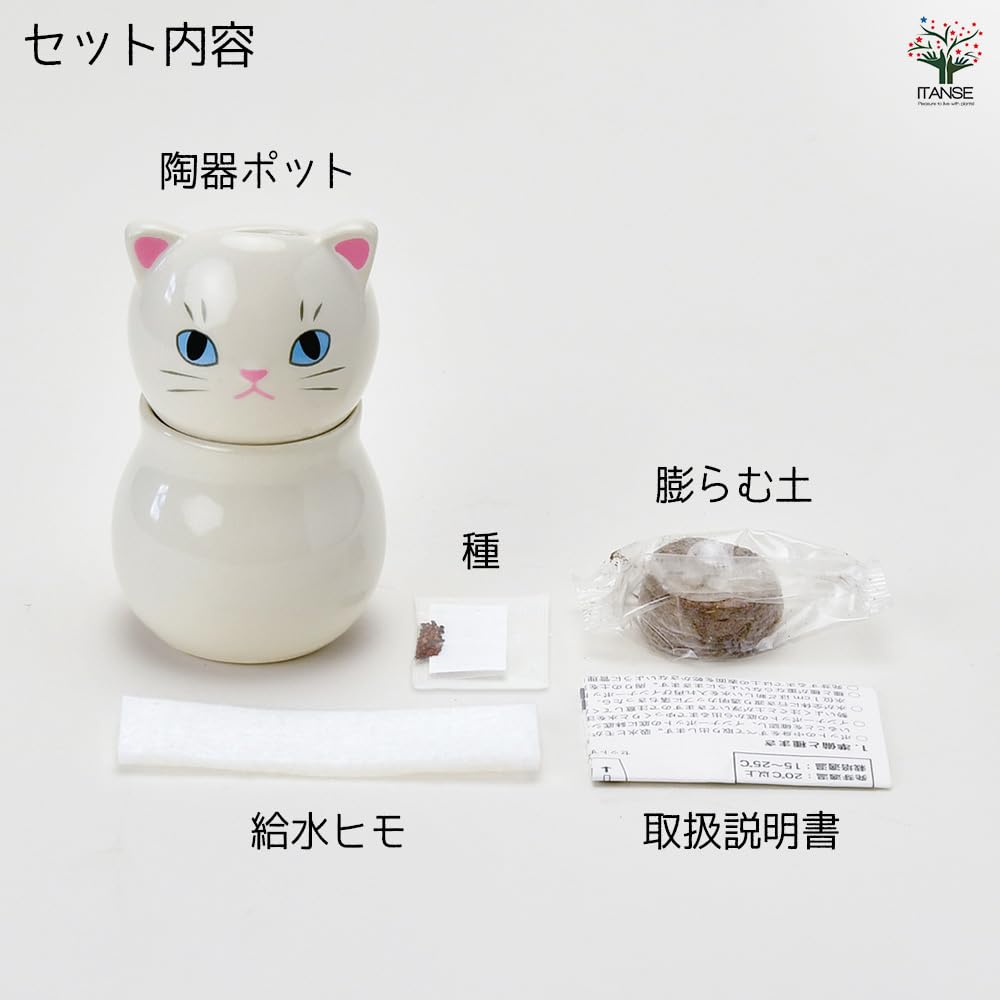 Amazon.co.jp: 栽培セット コロコロキャット ワイルドストロベリー 白