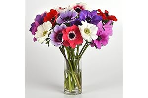 Anemone Mona Lisa Mix Seeds: A Symphony of Colors for Your Garden