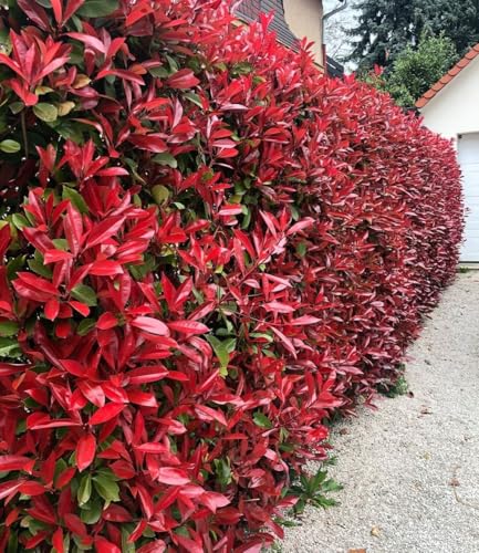 BALDUR Garten 20x Immergrüne Photinia-Hecke Red Robin Pflanzen im 9x9 cm-Topf Glanzmispel winterhart blühend Photinia fraseri Red Robin Photinia fraseri schnellwachsend