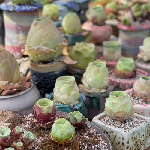 SukkulentenSamen, pflanzensamen seltene exotische wohnzimmer deko nachhaltige produkte bodendecker büropflanzen balkonpflanzen 55pcs