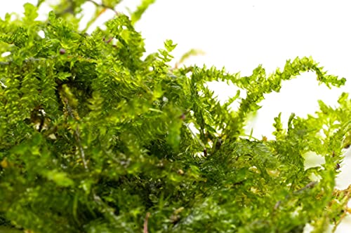 DK Aquatics VESICULARIA LIVE AQUARIUM CHRISTMAS JAVA MOSS 10g-100g (10g)