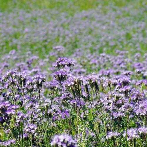 Phacelia Flower Seeds to Attract bee Vegetable Seeds Green Manure Phacelia tanacetifolia 1000 Seeds