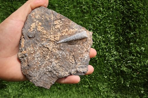 Image of Natural Orthoceras Fossil from Devonian Period Fossil from Morocco A262