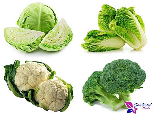 SimXotic Combo of 4 Hybrid Vegetables Seeds (Napa Cabbage, Cabbage, Cauliflower & Broccoli) F1 HYBRID (B08HHP3BVG) Amazon Price History, Amazon Price Tracker