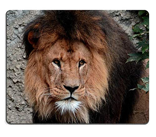 17P04347 n}EXpbh̃Q[}EXpbhjAtJ̃CIAʖFb̉