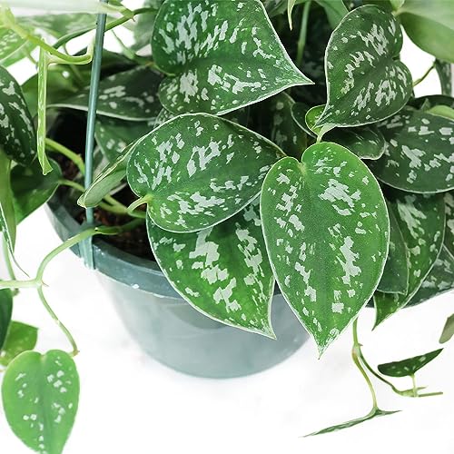 Image of American Plant Exchange Scindapsus Silvery Ann Pothos Hanging Basket, Large 8-Inch Pot, Live Vining Indoor Houseplant, Green and Silver Foliage