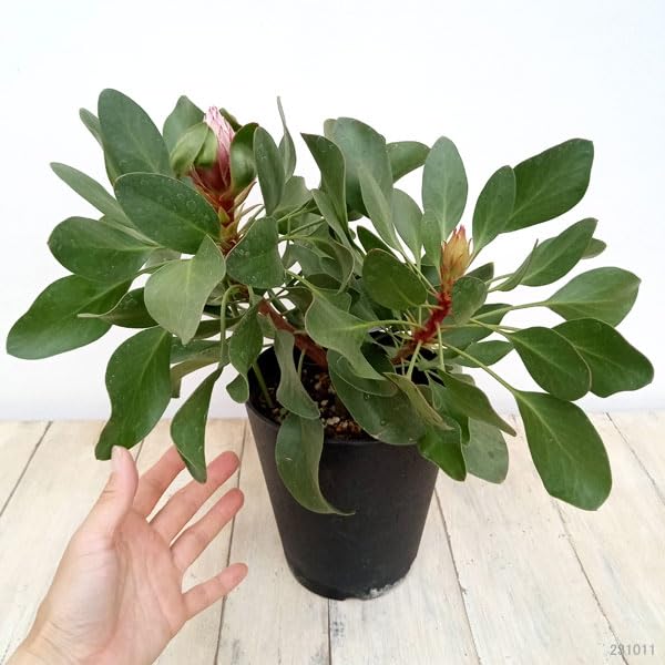 プロテア　オータムプリンス　5号 ザ・ファームセレクト]プロテア：オータムプリンス 5号鉢植え