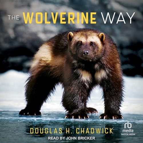 The Wolverine Way by Douglas H. Chadwick, Rick Ridgeway - foreword episode artwork