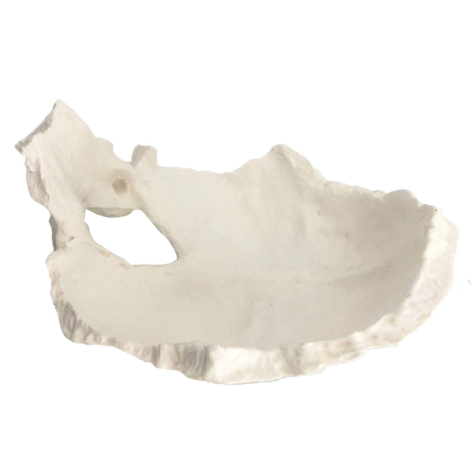 Sjdopulse A Educational Model Human Cervical Spine Model - Medical Natomical Posterior Occipital Intervertebral Disc Nd Neuro-Orthopedic Model For Medical Teaching Training Id (A)