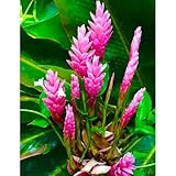 2 Pink Ginger Plants Live for Planting, Tropical Flowering Plant for Garden or Patio, Hardy Ginger Plant No Pot, 5-9' Height