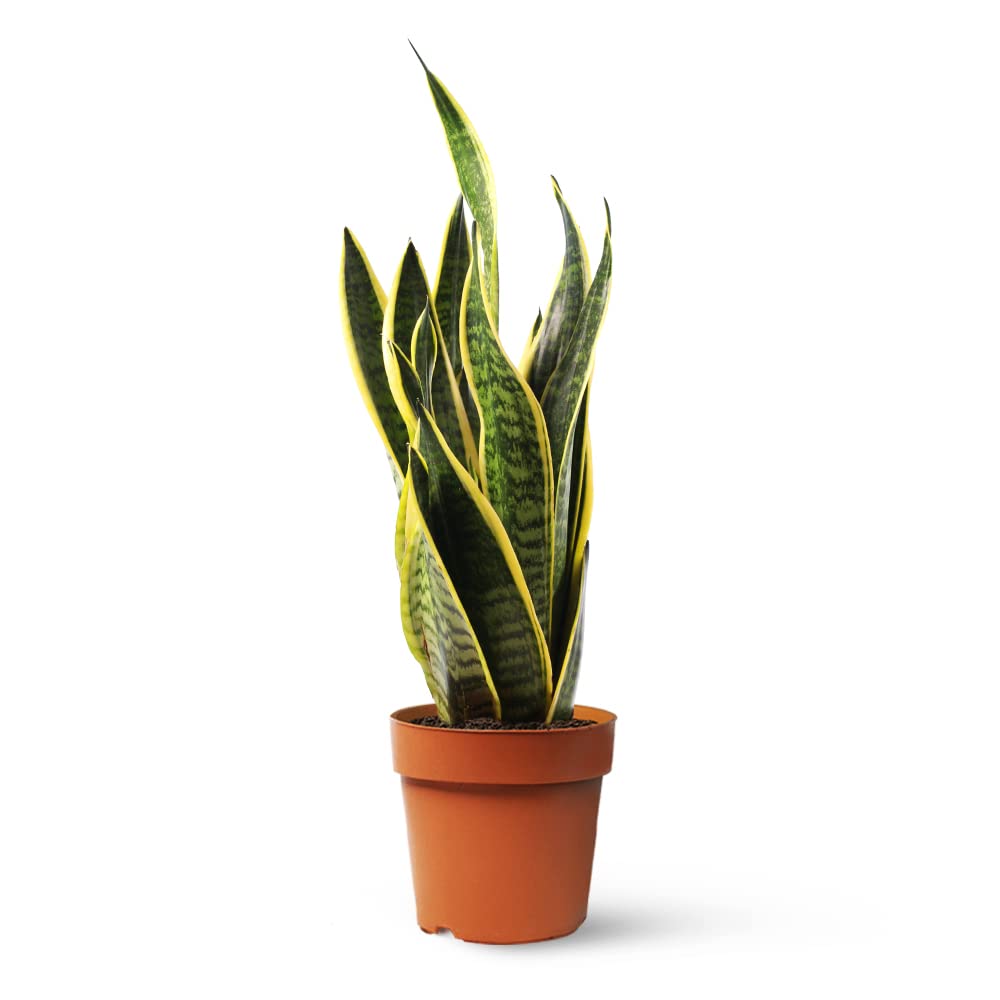 Sansevieria Trifasciata o Laurentii - Lengua de Suegra | Planta suculenta natural ideal para interior con altura de 50-60 cm en maceta del 17ø | April Plants — view 7