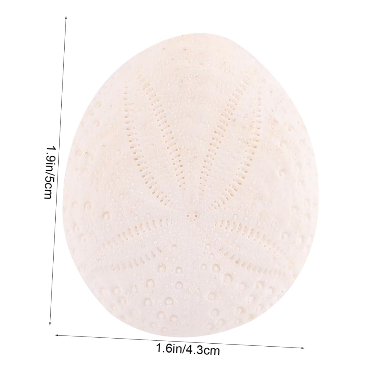 VANZACK Natural Shells Conch Craft for Decor 6pcs Sea Shells Decorations Beach Party Decorations