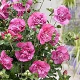 hibiscus syriacus oiseau bleu schneiden Hibiscus syriacus Magenta Gasa – Planta de tallo en flor con flores de color magenta – caducifolio y fácil de limpiar – Maceta de 19 cm de diámetro – Altura aprox. 90 cm. Para terraza y balcón