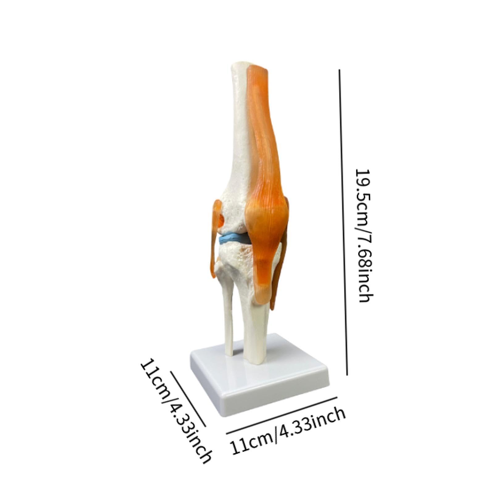 Material Didáctico para La Articulación de La Humana con Sus Ligamentos.