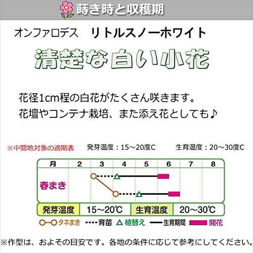 Amazon.co.jp: オンファロデス・リトルスノーホワイト 種子 2ml（育苗