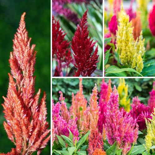 Mixrug 100pcs Mixed Celosia Seed for Planting - Celosia Cristata Plumosa Cockscomb Woolflower Non-GMO Heirloom Seeds to Plant Exotic Flower for Outdoors