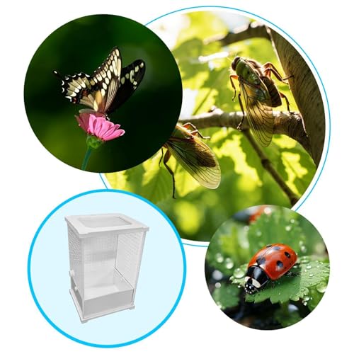 Observer l'alimentation des insectes avec notre terrarium en acrylique