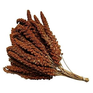 Pet Ting French Red Millet Sprays 250g – Bird, Parrots and Small Animal Treat