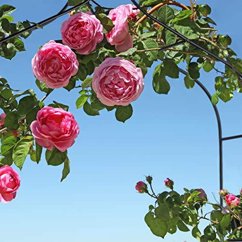 Relaxdays Metal Rose Arch, Garden Arbour, HxWxD: 260 x 140 x 38 cm, Archway, Climbing Support for Plants, Black - Image 6