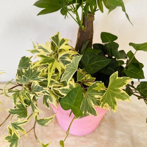 ϗtA ypLEwf 4 () M FsN 1z 4i12cmj | K[fjO 񂹐A Ă₷  Mtg a LO j (1, sN)