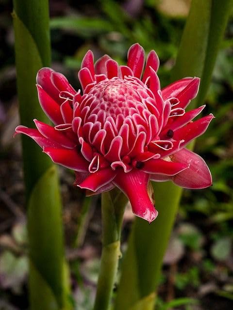 Ritz Farming Torch Ginger Lily Flower Bulbs | red Flowering bulbs for Gardening Pack of 2 bulbs (B0CTHNNJ95) Amazon Price History, Amazon Price Tracker