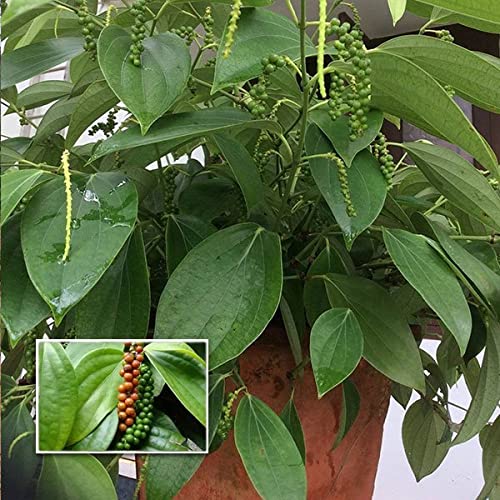 Golden Hills Farm Rare Bush Pepper Live Plant, Dwarf Black pepper 1 Healthy Live Plant On poly Bag (B07QVYXXM8) Amazon Price History, Amazon Price Tracker